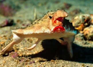 10 найдивніших риб у світі: кажан, волохата жаба та інші