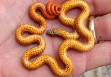 Удивительно милые: 10 видов змей, покоряющие сердца в интернете