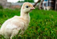 Таємничий світ індичат: розуміння терміну «спульт» і етапи життя індиків