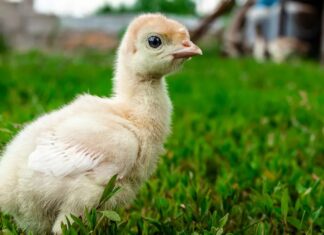 Таємничий світ індичат: розуміння терміну «спульт» і етапи життя індиків