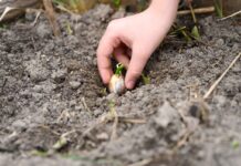 Why January is the best time to plant leeks for the spring harvest