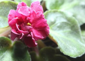 Comment utiliser les géraniums à la citronnelle pour arrêter naturellement les moustiques